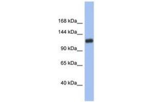 Image no. 1 for anti-Hypoxia Inducible Factor 1, alpha Subunit (Basic Helix-Loop-Helix Transcription Factor) (HIF1A) (AA 755-804) antibody (ABIN6742743) (HIF1A antibody  (AA 755-804))
