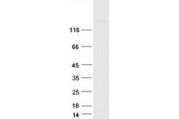 EHMT2 Protein (Myc-DYKDDDDK Tag)