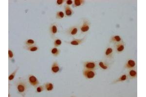 Immunocytochemistry analysis of ABIN7139608 diluted at 1:5 and staining in Hela cells performed on a Leica BondTM system. (Histone H1-Like (LOC107807853) (meLys81) antibody)