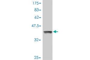 Western Blot detection against Immunogen (37. (RHOA antibody  (AA 91-190))