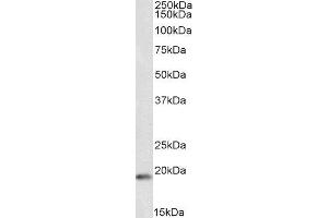 Biotinylated ABIN4902580 (1µg/ml) staining of Rat Testis lysate (35µg protein in RIPA buffer), exactly mirroring its parental non-biotinylated product. (CIRBP antibody  (C-Term) (Biotin))