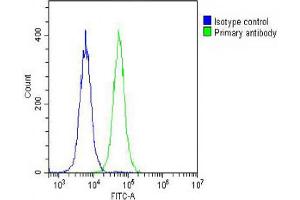 Overlay histogram showing Hela cells stained with Antibody (green line). (IGF2 antibody  (AA 39-68))