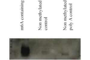 North Western blot using synthetic methylated and non-methylated RNA detected with N6-methyladenosine, mAb (17-3-4-1). (N6-Methyladenosine antibody)