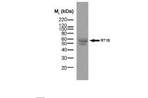 Western Blotting (WB) image for anti-MHC Class II RT-1B antibody (ABIN2475670) (MHC Class II RT-1B antibody)