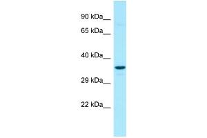 WB Suggested Anti-G6PC3 Antibody Titration: 1. (G6PC3 antibody  (N-Term))