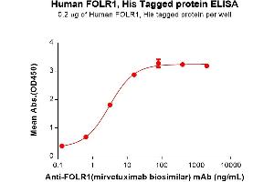 ELISA plate pre-coated by 2 μg/mL (100 μL/well) Human F Protein, His Tag (ABIN7092684, ABIN7272214 and ABIN7272215) can bind Anti-F(mirvetuximab biosimilar) mAb ((ABIN7538763)) in a linear range of 0. (FOLR1 Protein (AA 25-234) (His tag))