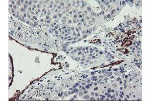 Image no. 1 for anti-Platelet/endothelial Cell Adhesion Molecule (PECAM1) antibody (ABIN1497250) (CD31 antibody)