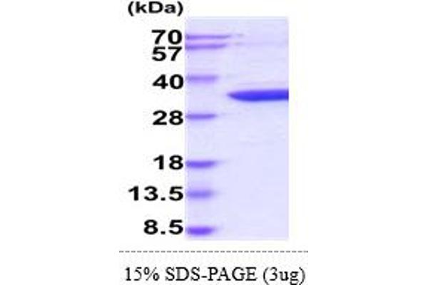 CDK5 Protein (AA 1-292) (His tag)