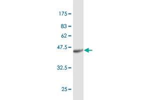 Western Blot detection against Immunogen (41. (Chemerin antibody  (AA 17-163))