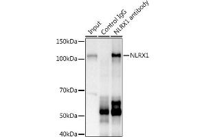 Immunoprecipitation analysis of 600 μg extracts of Mouse kidney using 3 μg NLRX1 antibody . (NLRX1 antibody  (AA 87-360))