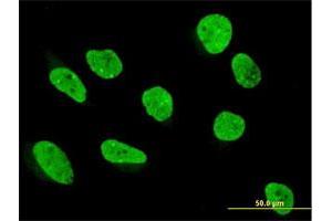 Immunofluorescence of purified MaxPab antibody to KHDRBS1 on HeLa cell. (KHDRBS1 antibody  (AA 1-381))