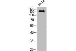 Western blot analysis of Hela, diluted at 1:1000. (EGFR antibody)