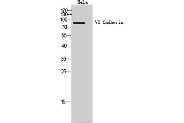 Cadherin 5 抗体  (Internal Region)