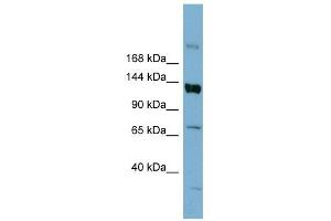 ABCB4 antibody used at 0. (ABCB4 antibody)