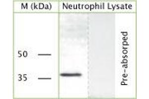 WB on human neutrophil lysate using Sheep antibody to c-terminal of GAPDH (Glyceraldehyde 3 phosphate dehydrogenase): IgG (ABIN350330) at a concentration of 20 µg/ml. (GAPDH antibody  (C-Term))