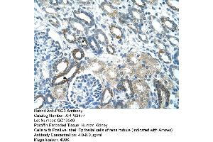 Human kidney (PSG3 antibody  (N-Term))