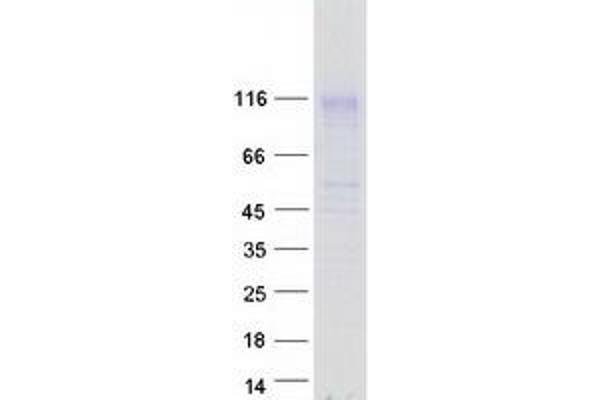 MFSD6 Protein (Myc-DYKDDDDK Tag)