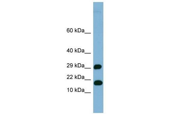 TRAPPC2L antibody  (N-Term)