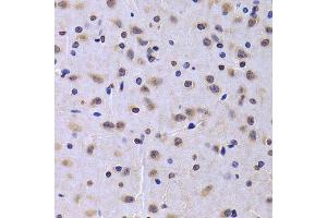 Immunohistochemistry of paraffin-embedded rat brain using NUDC antibody. (NUDC antibody  (AA 1-331))