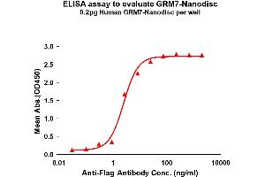 GRM7 Protein