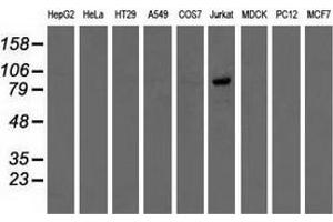 Western blot analysis of extracts (35 µg) from 9 different cell lines by using anti-OSBPL11 monoclonal antibody. (OSBPL11 antibody)