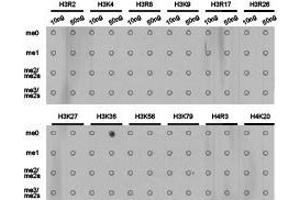 Western Blotting (WB) image for anti-Histone 3 (H3) (H3K36me) antibody (ABIN1873003) (Histone 3 antibody  (H3K36me))