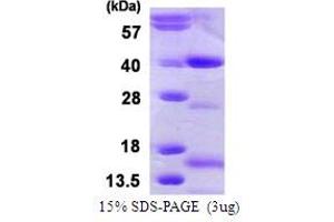 SDS-PAGE (SDS) image for Nth Endonuclease III-Like 1 (NTHL1) (AA 1-312) protein (His tag) (ABIN667953) (Nth Endonuclease III-Like 1 (NTHL1) (AA 1-312) protein (His tag))