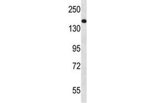 NPC1 antibody  (AA 591-620)