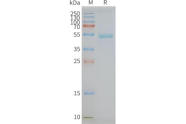 GPR77 Protein