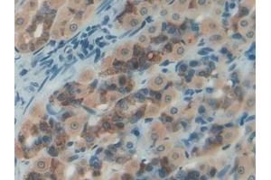 Detection of NES1 in Rat Intestine Tissue using Polyclonal Antibody to Nesfatin 1 (NES1) (NUCB2 antibody  (AA 26-106))