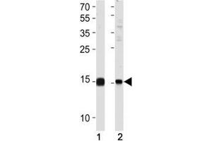 SUMO2/3 Antibody antibody western blot analysis in (1) 293 and (2) HeLa lysate (SUMO2/3 antibody  (AA 53-84))