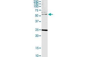 CLK4 MaxPab polyclonal antibody. (CLK4 antibody  (AA 1-481))