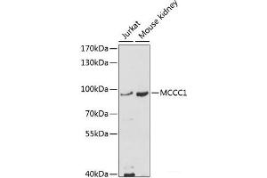 Western blot analysis of extracts of various cell lines using MCCC1 Polyclonal Antibody at dilution of 1:1000. (MCCC1 antibody)