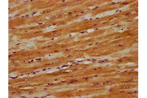 IHC image of  diluted at 1:300 and staining in paraffin-embedded human heart tissue performed on a Leica BondTM system. (DNAJC15 antibody  (AA 59-150))