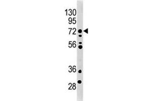 MELK antibody used in western blot to detect MRLK/MELK in mouse brain tissue lysate. (MELK antibody  (AA 201-230))