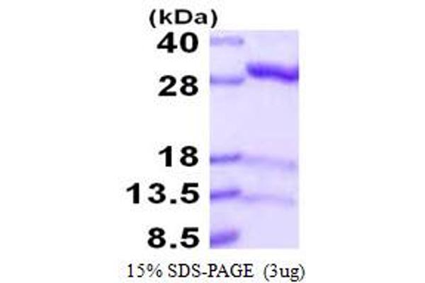 IDI1 Protein (AA 1-228) (His tag)