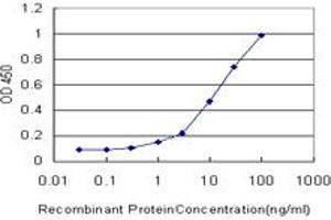 Detection limit for recombinant GST tagged SMAD2 is approximately 0. (SMAD2 antibody  (AA 181-280))