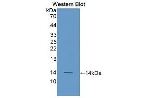 Western Blotting (WB) image for anti-Carcinoembryonic Antigen-Related Cell Adhesion Molecule 7 (CEACAM7) (AA 147-231) antibody (ABIN1175897) (CEACAM7 antibody  (AA 147-231))