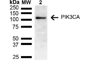 Western blot analysis of Mouse brain lysate showing detection of ~55. (PIK3CA antibody  (AA 150-250) (PE))