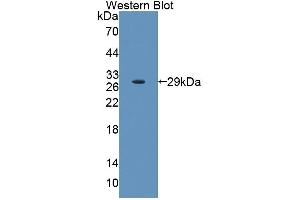 Figure. (HCFC1 antibody  (AA 107-332))