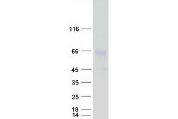 BSCL2 Protein (Transcript Variant 2) (Myc-DYKDDDDK Tag)