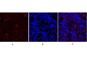 Immunofluorescence analysis of rat lung tissue. (SYN1 antibody)