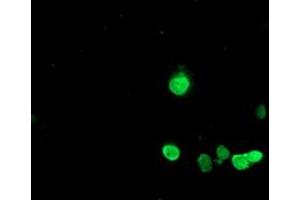 Immunofluorescence (IF) image for anti-Hes Family bHLH Transcription Factor 1 (HES1) antibody (ABIN1498633) (HES1 antibody)