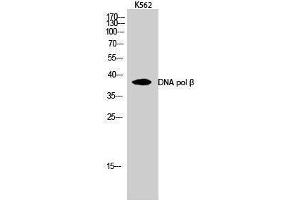 Western Blotting (WB) image for anti-Polymerase (DNA Directed), beta (POLB) (C-Term) antibody (ABIN3184326) (POLB antibody  (C-Term))