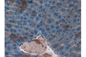 Detection of F7 in Mouse Liver Tissue using Polyclonal Antibody to Coagulation Factor VII (F7) (Factor VII antibody  (AA 42-169))