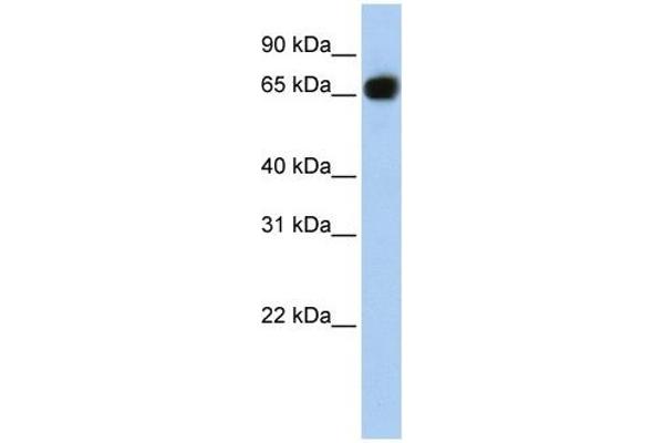 SLC37A1 antibody