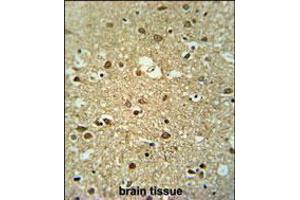 MMGT1 Antibody immunohistochemistry analysis in formalin fixed and paraffin embedded human brain tissue followed by peroxidase conjugation of the secondary antibody and DAB staining. (MMGT1 antibody  (C-Term))