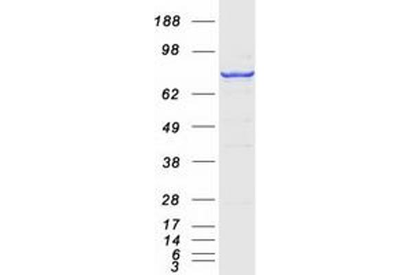 AGPS Protein (Myc-DYKDDDDK Tag)