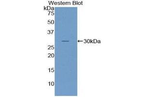 Western Blotting (WB) image for anti-Nucleoporin 107kDa (NUP107) (AA 554-784) antibody (ABIN1860076) (NUP107 antibody  (AA 554-784))