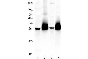 Western blot testing of 1) mouse brain, 2) (m) thymus, 3) (m) lung, and 4) rat thymus lysate with CD90 antibody. (CD90 antibody)